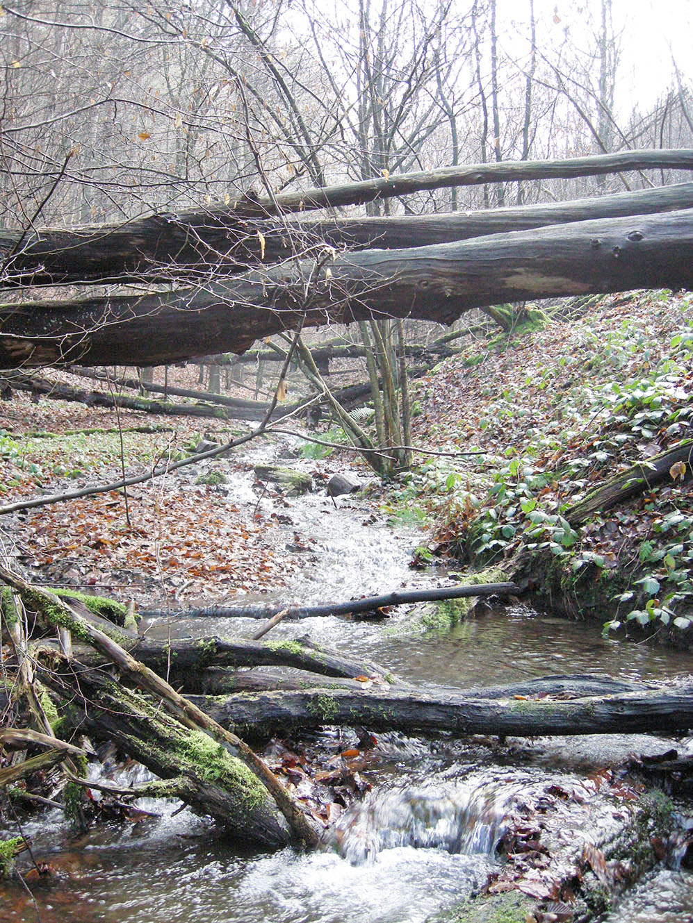 Bächlein im Wald