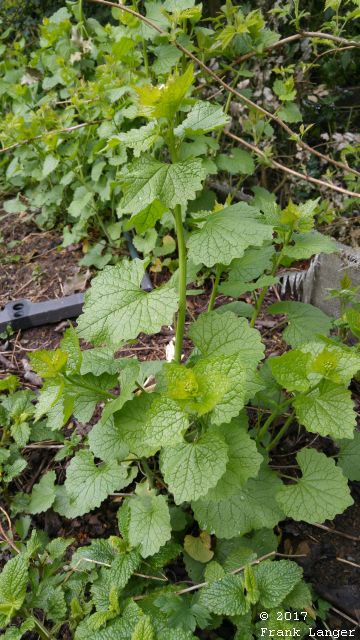 Knoblauchsrauke 160427