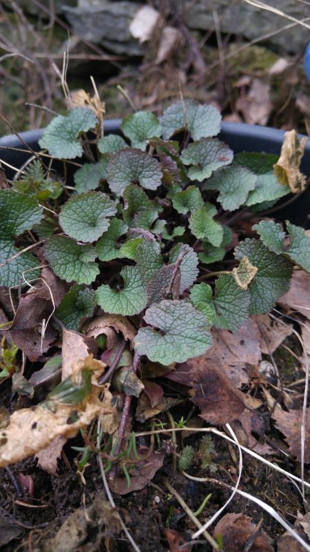 Knoblauchsrauke Alliaria petiolata20180311