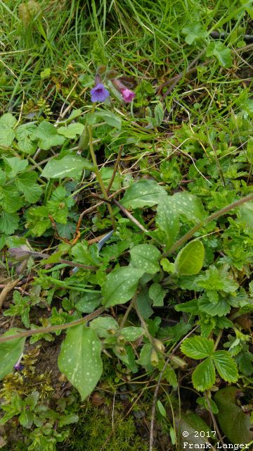 geflecktes Lungenkraut Geflecktes Lungenkraut