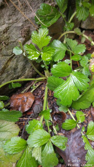 Nelkenwurz (Geum urbanum) Nelkenwurz 160428