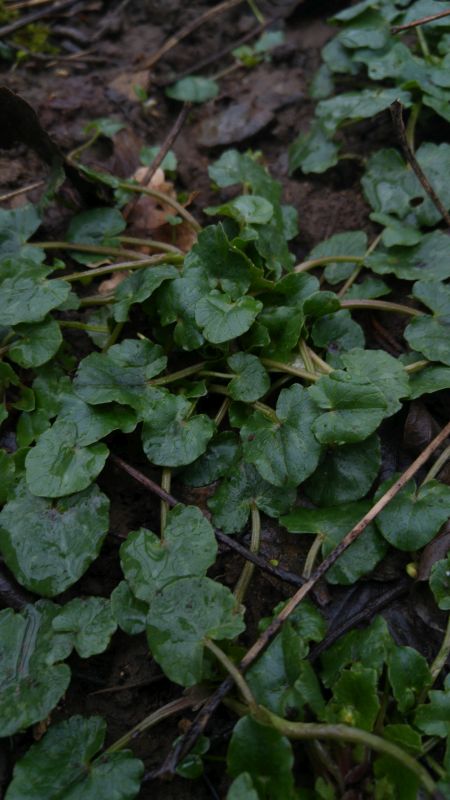Gemeines Scharbockskraut (Ranunculus ficaria) Scharbockskraut Ranunculus ficaria
