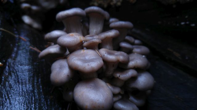 Austernseitling (Pleurotus ostreatus) Austernseitling Pleurotus ostreatus 20171216