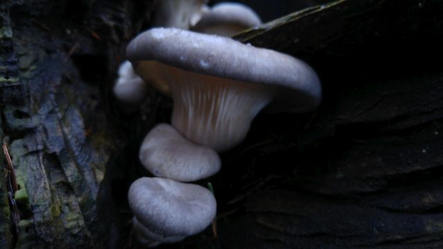 Austernseitling (Pleurotus ostreatus) Austernseitling Pleurotus ostreatus 20171217