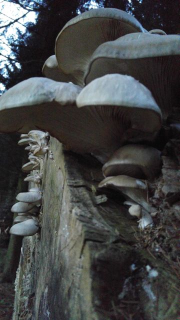 Austernseitling (Pleurotus ostreatus) Austernseitling 20161206 2
