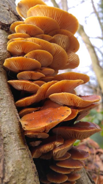 Samtfurbling Flammulina velutipes 20171216