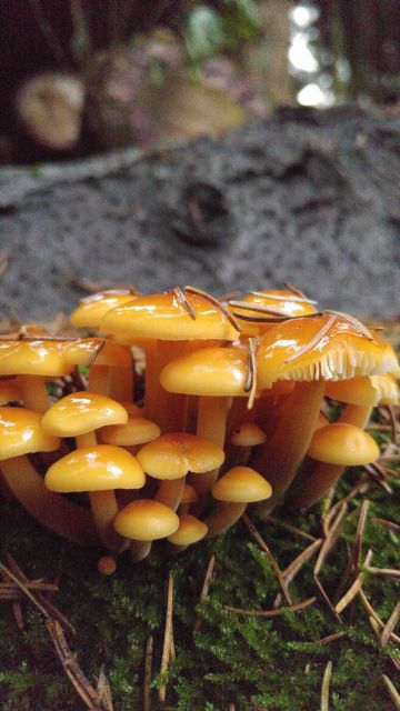 Gemeiner Samtfußrübling (Flammulina velutipes) Samtfurbling Flammulina velutipes 20161212