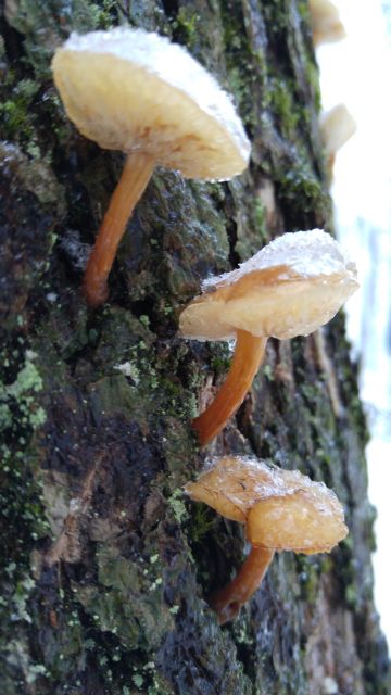 Bild Gemeiner Samtfußrübling (Flammulina velutipes)